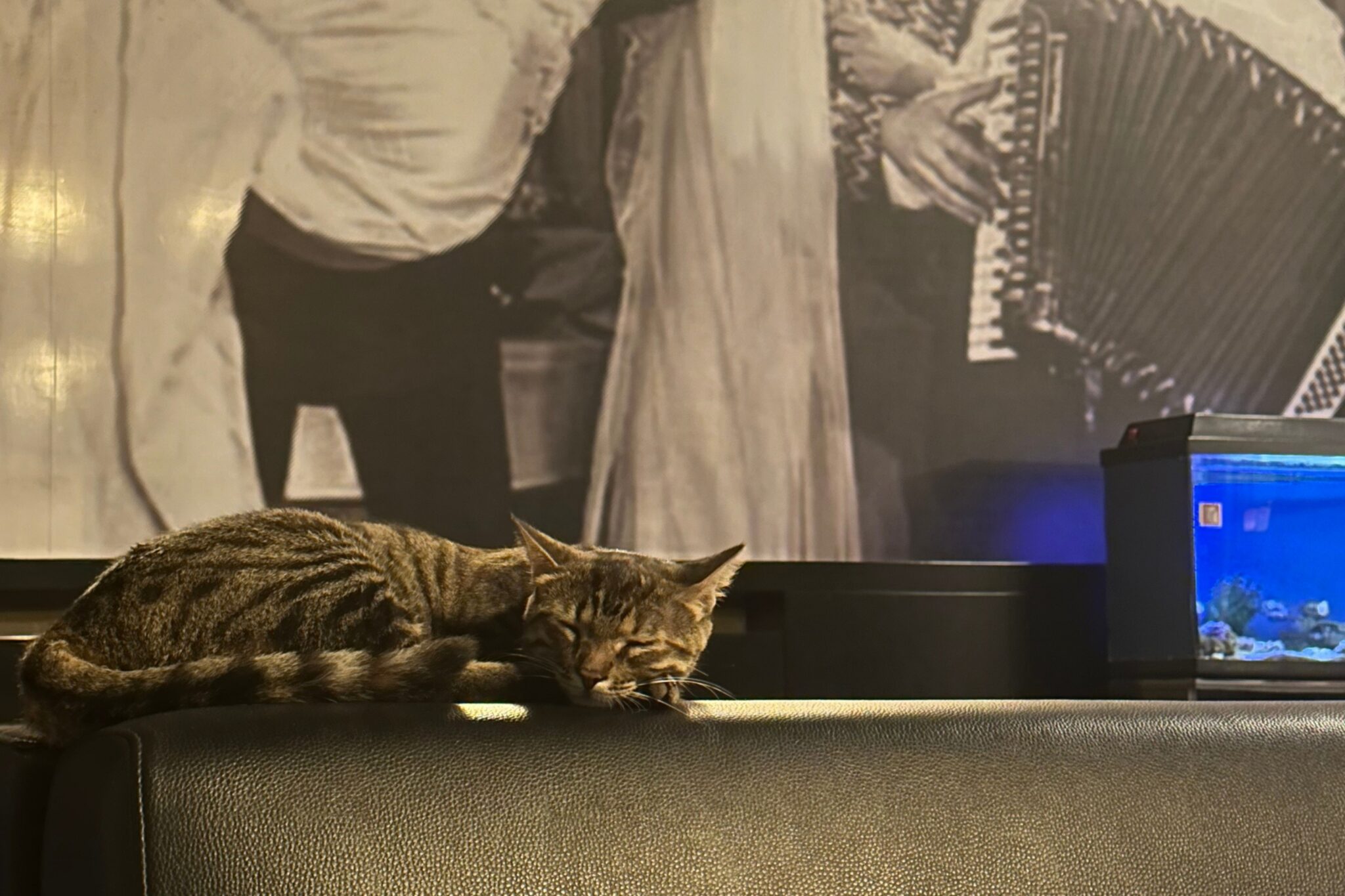Ankara evcil hayvanla konaklama imkanı sunan kedi dostu otel: Maltepe 2000 Hotel’in modern odaları ve pet friendly hizmetleri